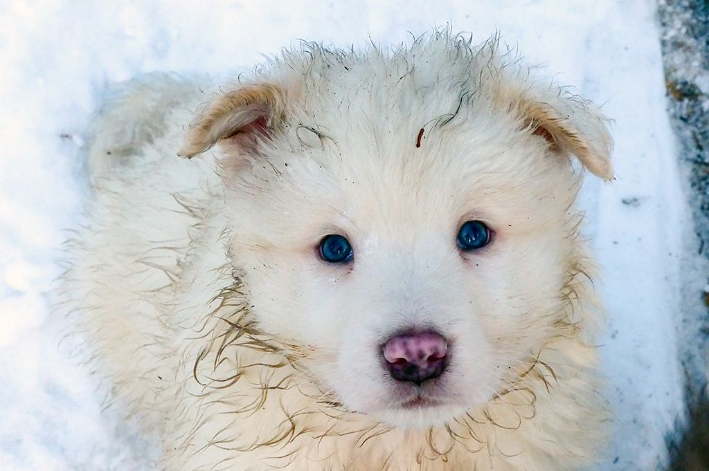 Image Ivalo en famille - Multi-activités - Chiens de traineau Laponie
