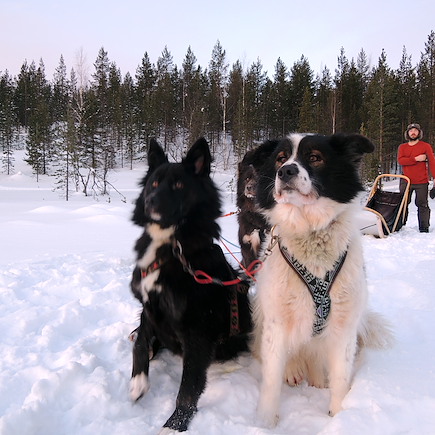 Multi-activités Finlande Laponie finlandaise