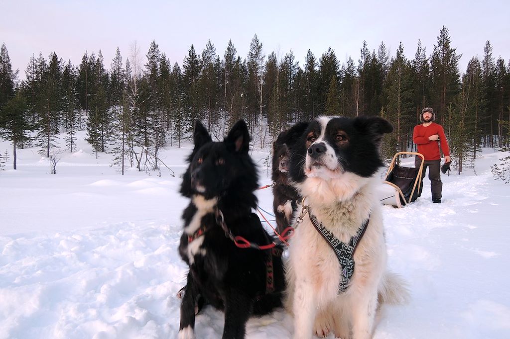 Image Ivalo en famille - Multi-activités - Chiens de traineau Laponie