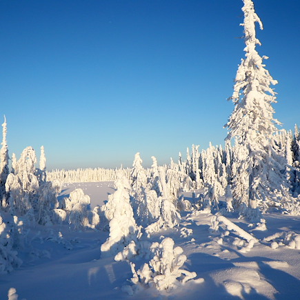 Traîneau à chiens Finlande