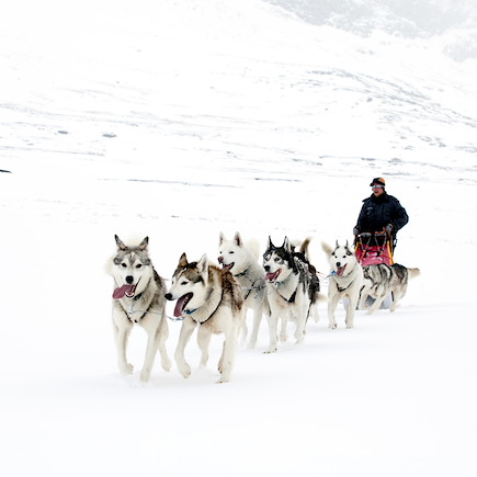 Traîneau à chiens Finlande