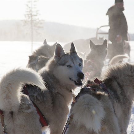 Traîneau à chiens Finlande