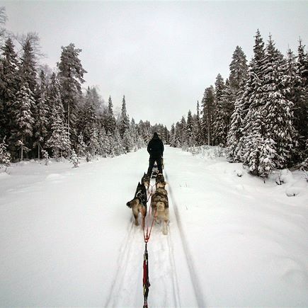 Traîneau à chiens Finlande