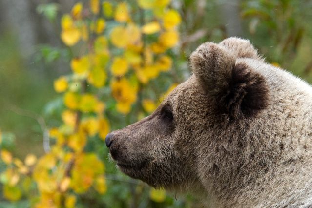 Voyage avec des animaux : Ours bruns et bélugas de la mer Blanche