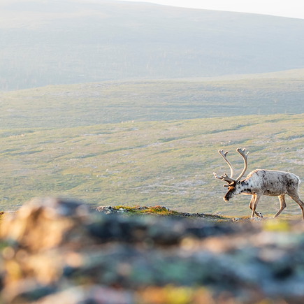 Randonnée Finlande Laponie finlandaise