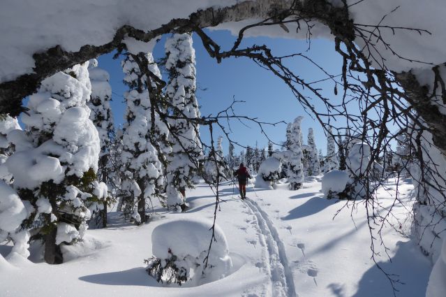Voyage Raid ski pulka en Laponie finlandaise 2