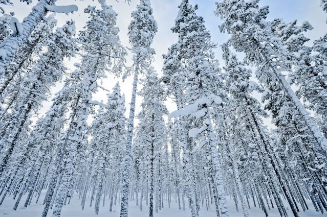 Image Laponie : au cœur de l'hiver