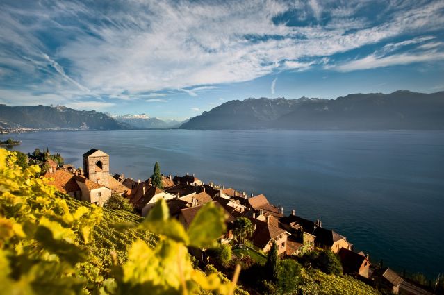 Le vignoble de St-Saphorin sur la rive du lac Leman - Suisse