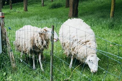 © Tober / Les Rookies - Moutons - Loir-et-Cher - France Moutons - Loir-et-Cher - France