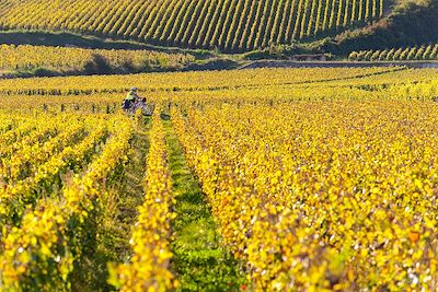 Au coeur des vignes - Bourgogne - France