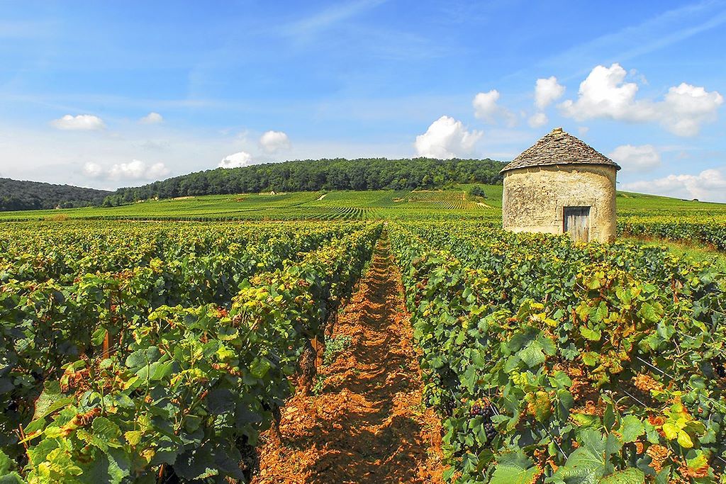 Au coeur des vignes - Bourgogne - France