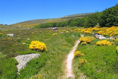 Randonnée sur le Mont Lozère - France