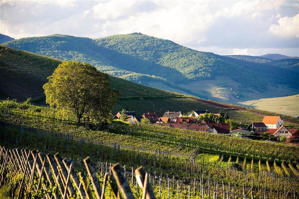 Voyage Colmar et la route des vignobles d'Alsace à vélo 3