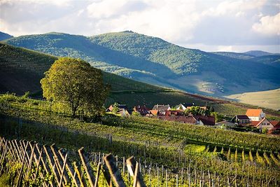 Sur la route des vignobles - Alsace - France