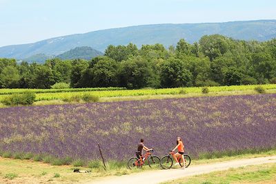 Couple en vélo dans un champ de lavande - Luberon - France