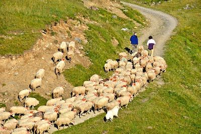 © CDT 64 – P. Gaillard - Transhumance - Béarn - France Transhumance - Béarn - France