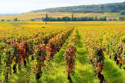 Au coeur des vignes - Bourgogne - France
