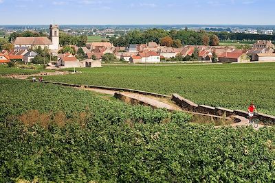 Cyclistes au milieu des vignes de Bourgogne - France