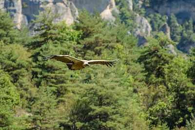 © Guilhem Vabre - Vautour fauve - Larzac - Massif central - France Vautour fauve - Larzac - Massif central - France