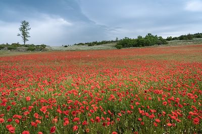 © G.Vabre - Champ de coquelicots - Larzac - France Champ de coquelicots - Larzac - France