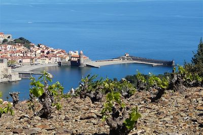 © Bruno Poinson - Vignes sur les hauteurs de Collioure - France Vignes sur les hauteurs de Collioure - France