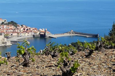 Vignes sur les hauteurs de Collioure - France