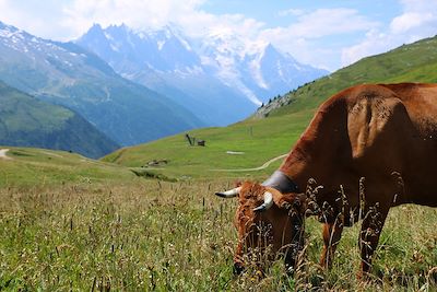 Voyage Le tour du Mont-Blanc (7 étapes) 2