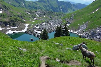 © Jean Philippe Soulie - Bouquetin au lac de Darbon - Morzine - Alpes du Nord - France Bouquetin au lac de Darbon - Morzine - Alpes du Nord - France