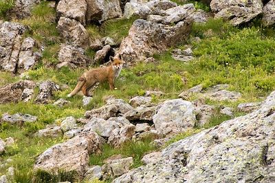 © Stephane Enten - Vanoise - FRANCE Vanoise - FRANCE