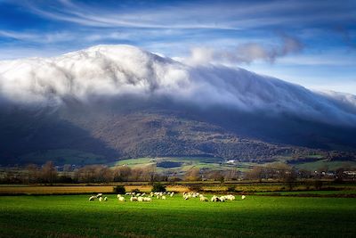 Moutons dans la vallée de l'Ayala, Pays Basque- France