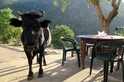 © Peter Gregor - Pause en terrasse - Corse - France Pause en terrasse - Corse - France
