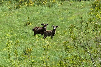Mouflons - Massif du Caroux - Parc naturel du Haut-Languedoc - France