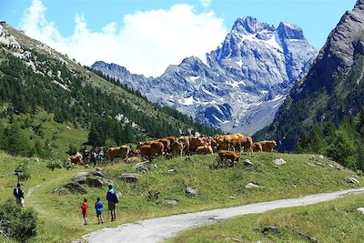 Randonnée vers le Belvédère du Viso - Ristolas - Parc naturel régional du Queyras - Hautes-Alpes - France