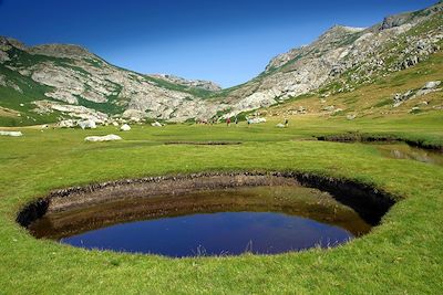 © Peter Gregor - Oasis des montagnes Corse - Pozzines - GR20 Sud - Corse - France Oasis des montagnes Corse - Pozzines - GR20 Sud - Corse - France