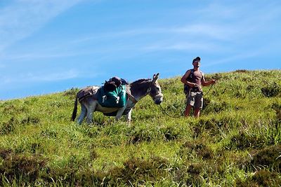 Les volcans du Cantal avec un âne