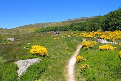 Randonnée sur le Mont Lozère - France