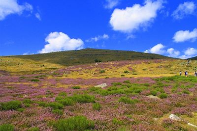 Mont Lozère - France