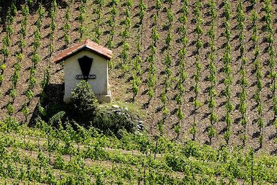 Vignoble - Ardèche - Balcons du Rhône - France