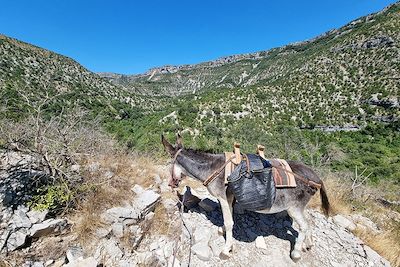 Randonnée avec un âne - Grands Causses - France