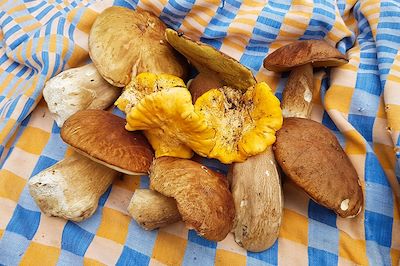 Récoltes de champignons - Cévennes - France