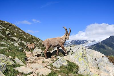 Bouquetin - Aiguilles Rouges - France