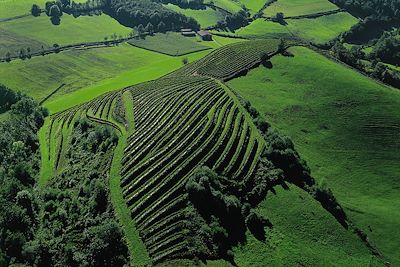 © Mathieu Houret - Vignobles d'Irouléguy - Pays basque - France Vignobles d'Irouléguy - Pays basque - France