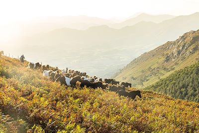 © PASQUINI Cedric / Hemis.fr - Transhumance des pottoks - Pays Basque - France Transhumance des pottoks - Pays Basque - France