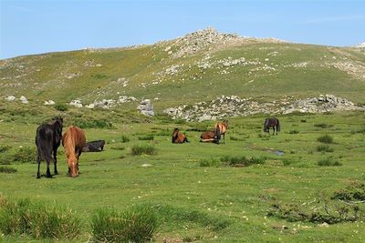 © Peter Gregor - Plateau du Coscione - Corse - France Plateau du Coscione - Corse - France