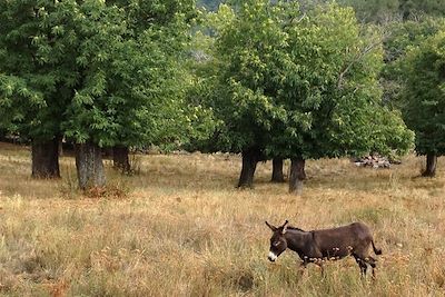 © Peter Gregor - Âne et châtaigniers - Evisa - Corse - France Âne et châtaigniers - Evisa - Corse - France