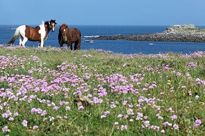 Voyage Bien-être et thalasso : de Roscoff à l'île de Batz 2