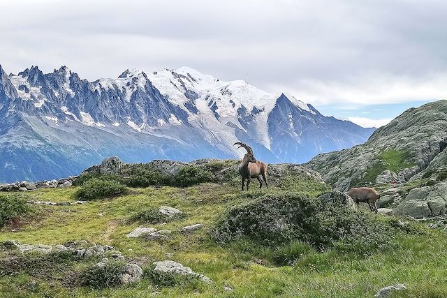 Voyage Le réveil des animaux en vallée du Mont-Blanc