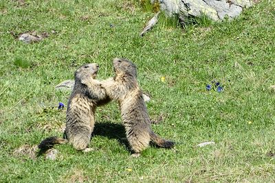 Marmottes - Haute-Savoie - France