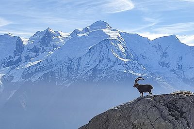 Voyage L'éveil des animaux en vallée du Mont-Blanc 1
