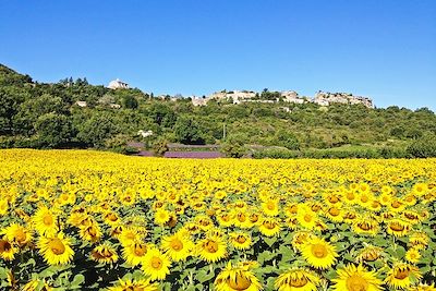 Voyage Séjour provençal sur les pas de Van Gogh 2